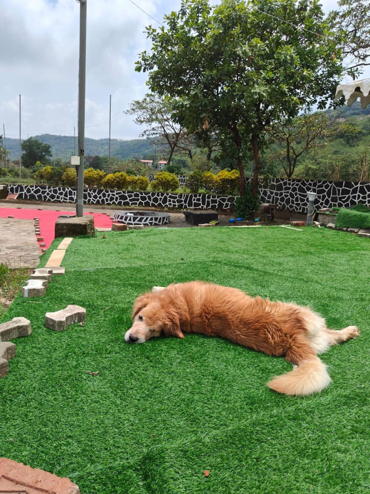 Luxury tent The Purple County Lonavala